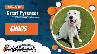 Transforming Chaos: Great Pyrenees Masters Obedience in Just 2 Weeks! | Off Leash K9 North Georgia by Off Leash K9 Training North Georiga 43 views 1 month ago 7 minutes, 17 seconds