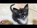 Day 4 Rescued Kitten Noticed Resident Cats After Hearing Their Meows thumbnail