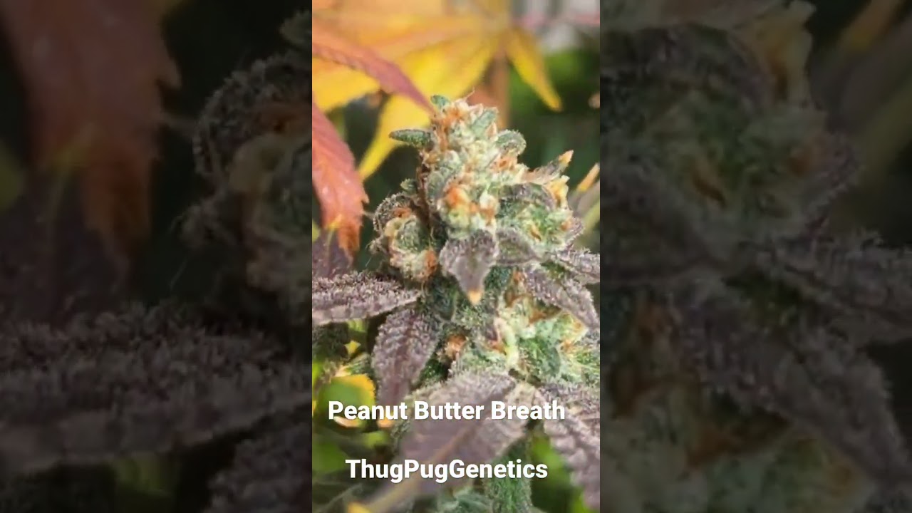 Peanut butter breath ThugPugGenetics