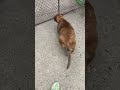 Puppy Love
