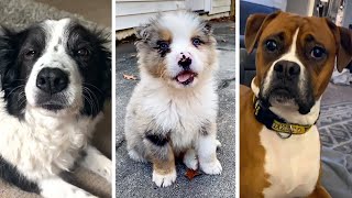 Most Viral DOGS on the internet! 🐶 Funny PUPPIES Compilation 🥰
