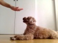 クリッカートレーニング：ふせの練習　犬のしつけ