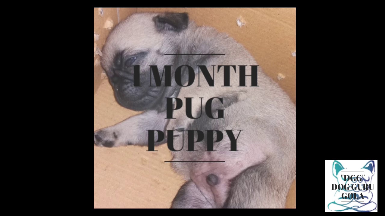 Life cycle of a pug puppy from 1 to 10 month - YouTube