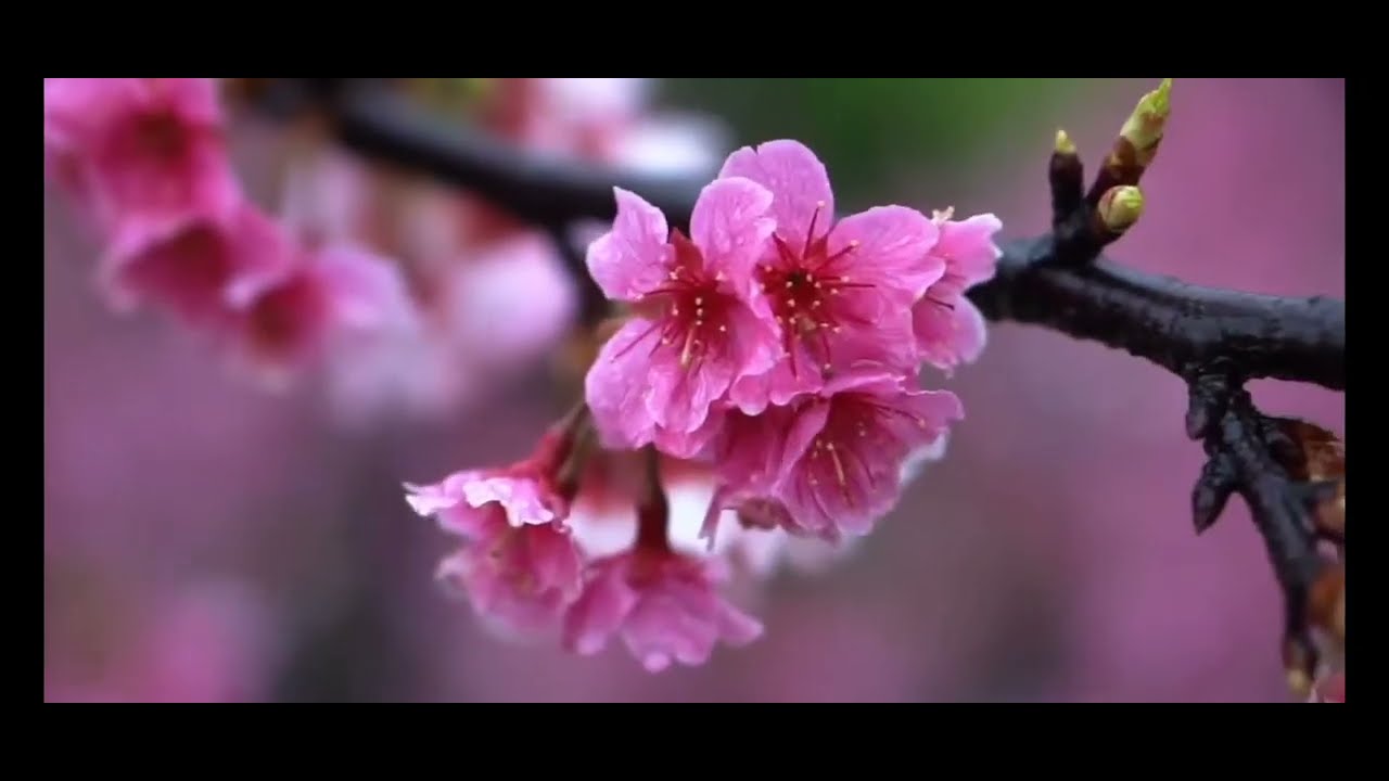 Audiolibro - 30 Días para Manifestar Prosperidad - Día 9