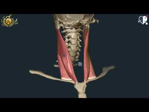 Video: Diagrammi E Funzione Dei Muscoli Profondi Del Collo - Body Maps