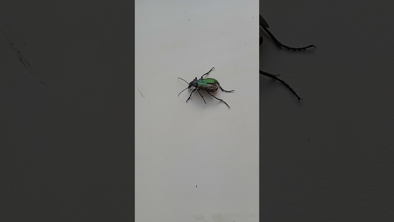 Calosona Sycophanta жук из красной книги тюменской области