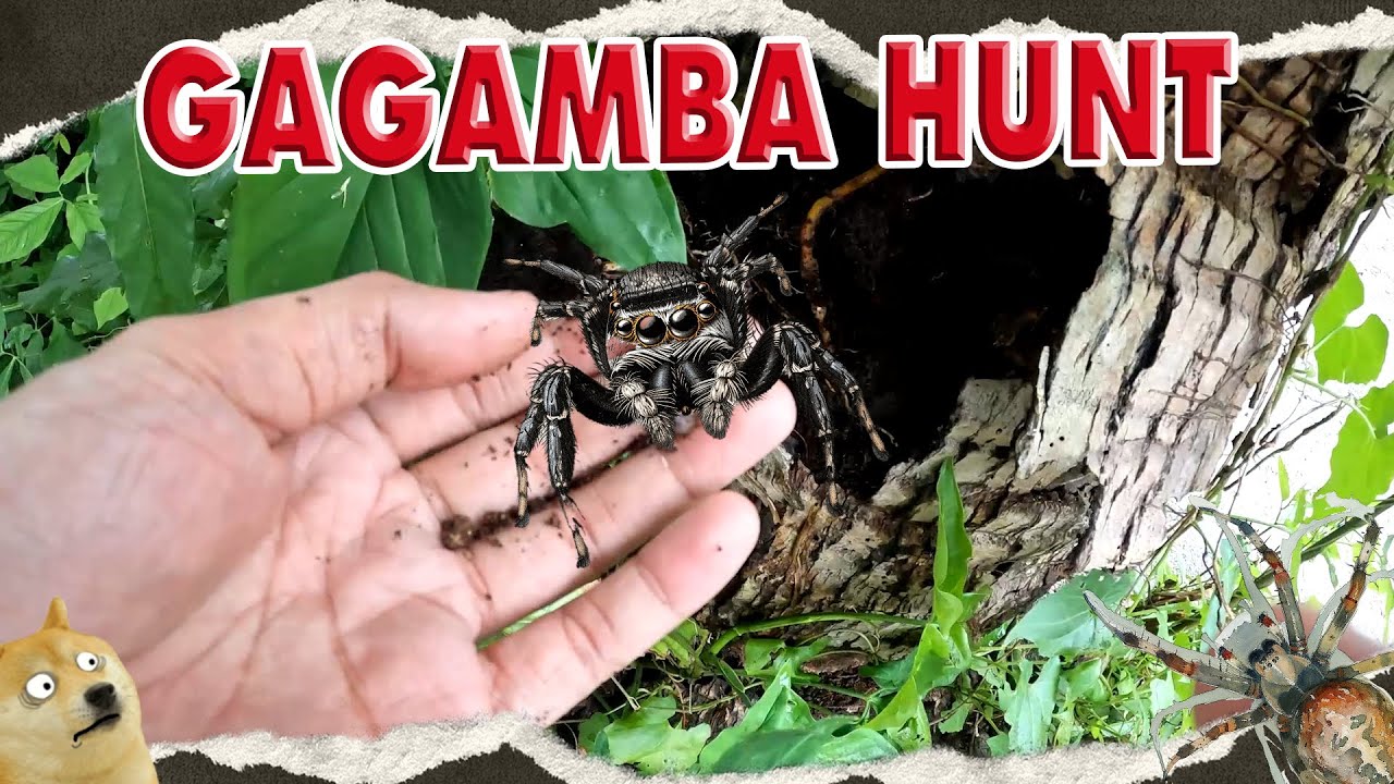 GAGAMBA HUNT - YouTube