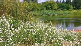 Kwiecista łąka nad wartką rzeką. Szum wody, śpiew ptaków. Relaks. Asmr. Odpoczynek i medytacja. Sen