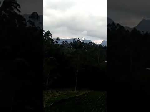 Sayuran hijau Pengalengan