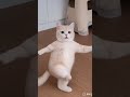 ഇഷ്ട്ടപെട്ടാൽ ഒരു ലൈക്‌ ❤️💃🏻😁#cat #funny #shorts