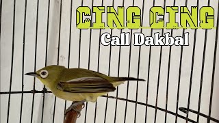 CALL LANTANG PLECI DAKUN BALI (DAKBAL)