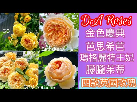 DA Roses.容易被混淆的四款大衛奧斯汀玫瑰；如果只能擇一我會選擇它！盆植也能豐花David Austin Roses｜イングリシュローズ｜デビッド・オースチン・ロージズ#藤本月季#蔓玫#英國玫瑰