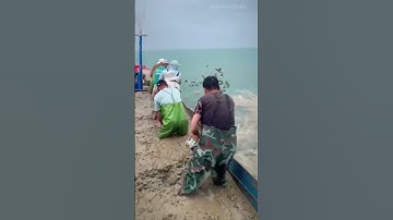Técnica sorprendente para criar moluscos en el mar
