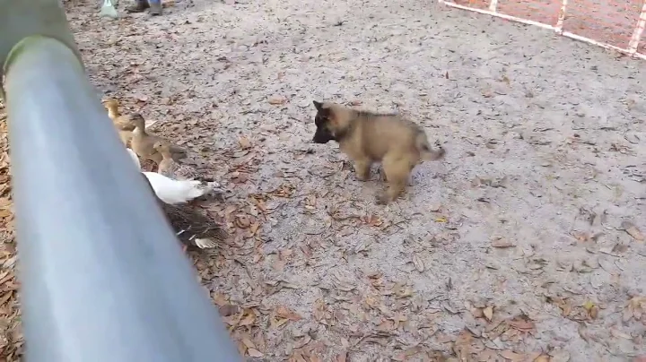 Sassy Herding aptitude
