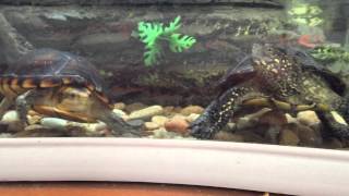 My Turtles Emys Orbicularis - Graptemys - Kinosternon Leucostomum