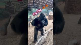 Toronto zoo 🦍🦍🇨🇦#animals #zoo #toronto #canada #india #animal #animalshorts #gorilla #life