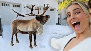 SURPRISING MY FRIENDS WITH REAL REINDEER