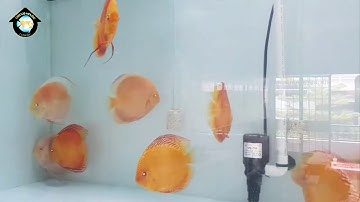 CÁ DĨA ĐỎ MẮT ĐỎ - RED ALBINO - SIZE 11/12