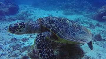 Video editing GoPro diving using red filter.