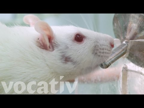 Stressed-Out Rats Have A Drinking Problem