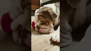 Happy bulldog sleeping. #bulldog #englishbulldog #girldog  #snoring