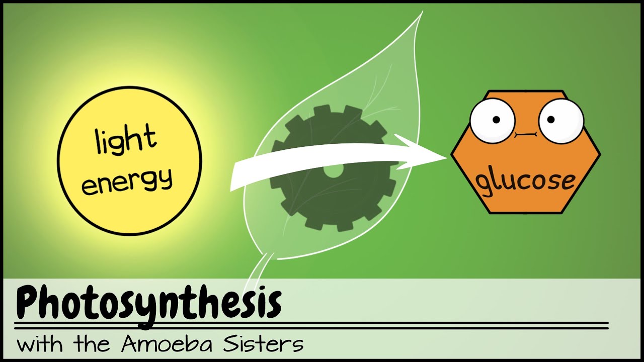 general environment คือ  2022 Update  Photosynthesis (UPDATED)