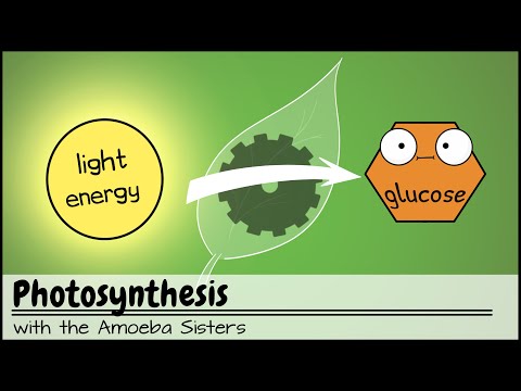 Photosynthesis