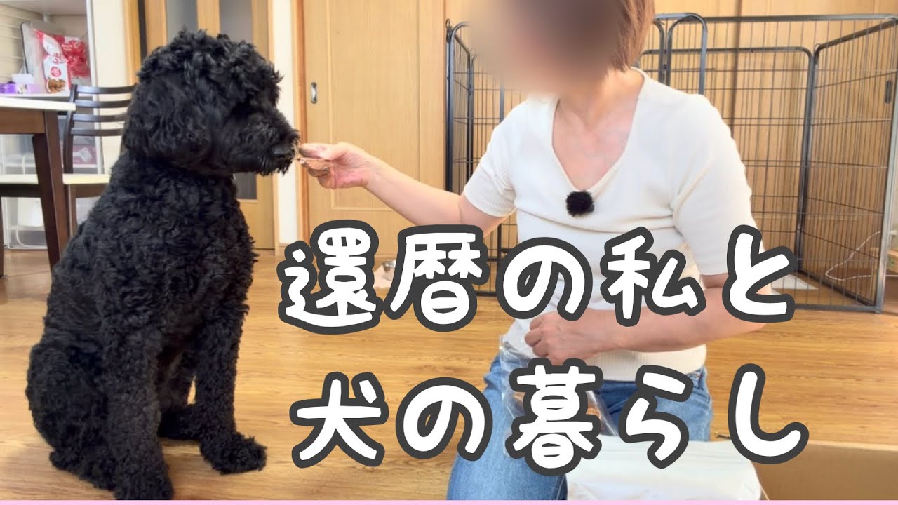 イヌちゃん The Goldendoodle who lives life on my terms. - YouTube
