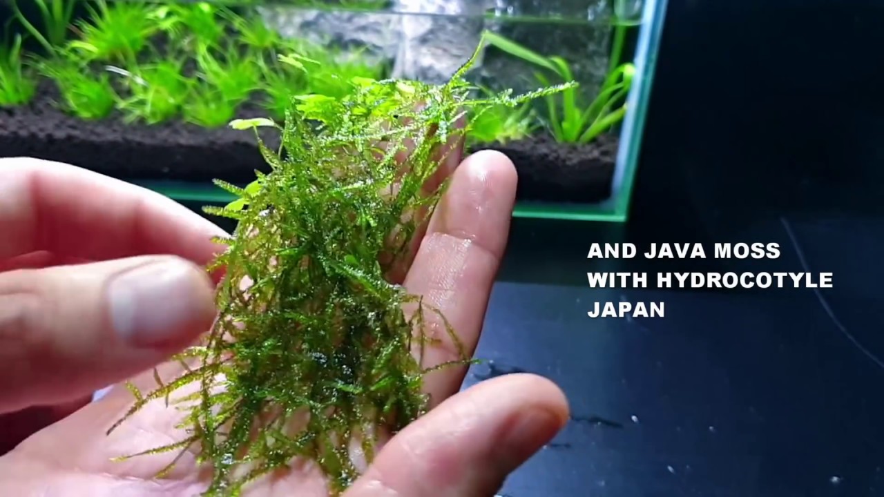 "2 Sticks 1 Stone" AMAZINGLY Simple Beginner AQUASCAPE ...