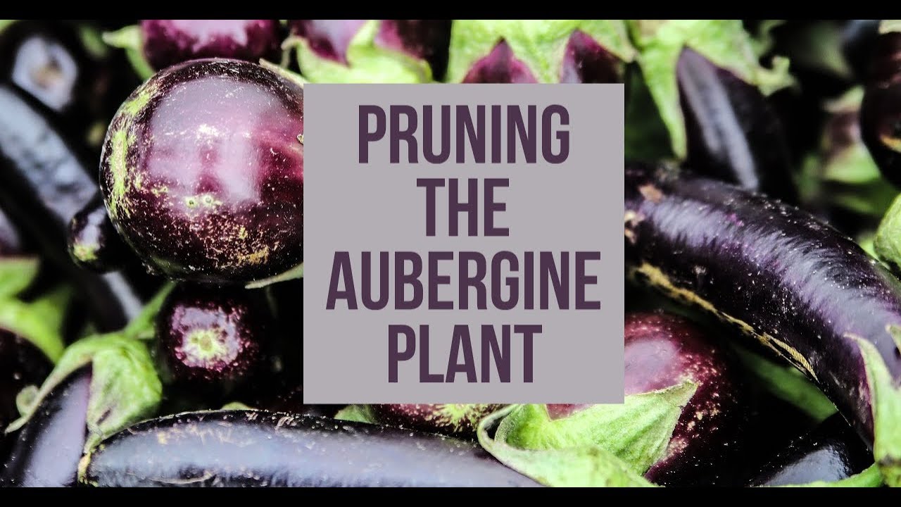 Pruning a Aubergine plant (EGGPLANT) YouTube