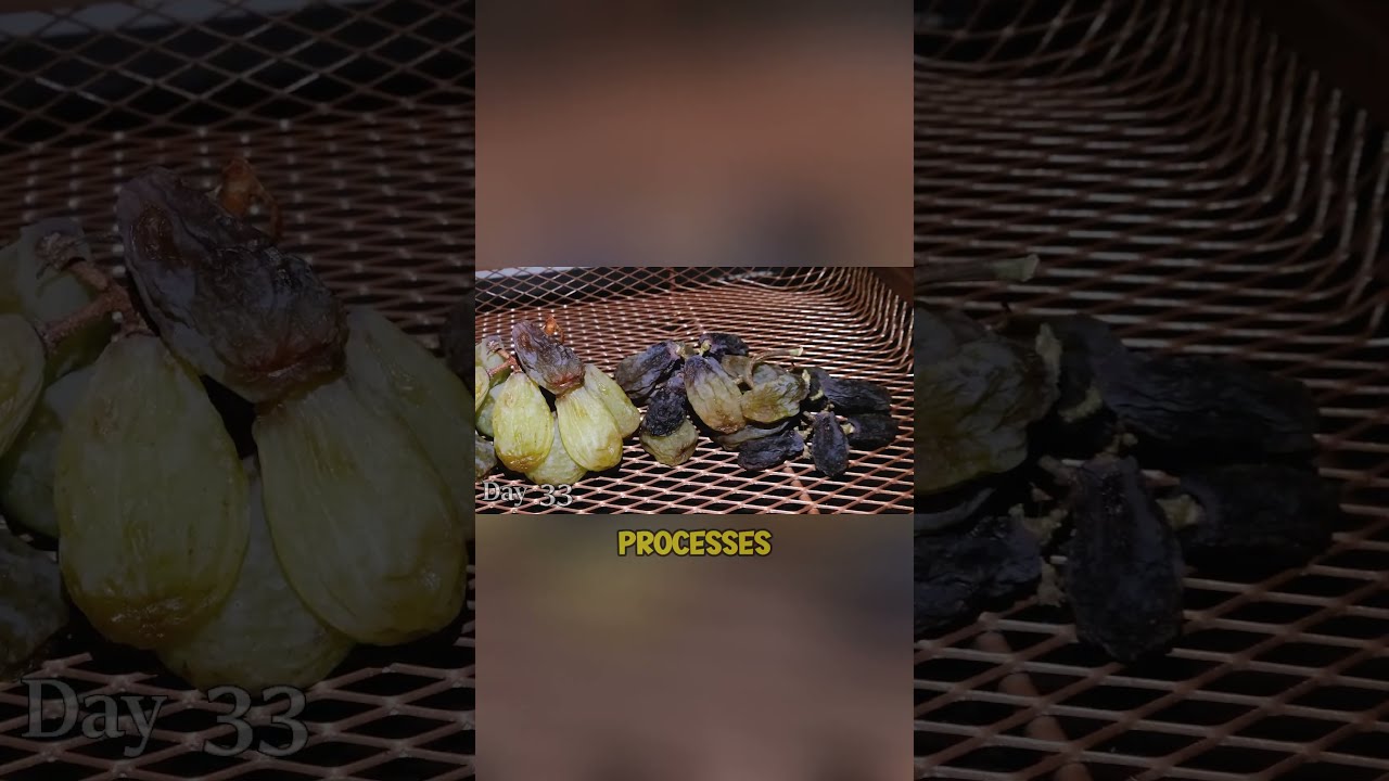 Raisins Are Dried Grapes