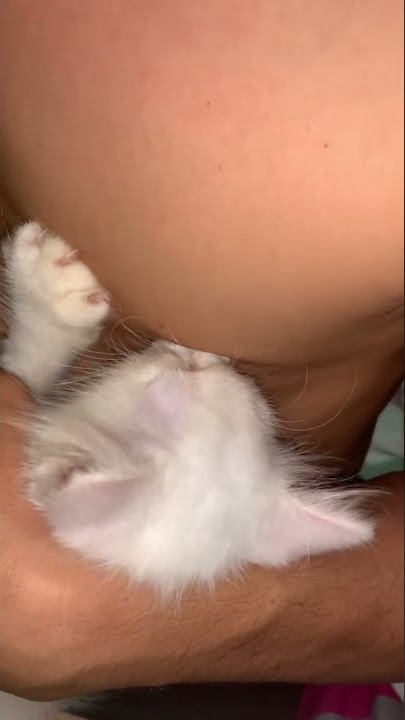 Kucing nenen sm manusia😂