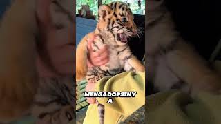 Anak Harimau Putih Ini Ditolak Induknya, Akhirnya Menemukan Keluarga yang Mengubah Hidupnya🥹