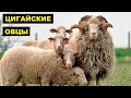 Разведение Цигайской породы овец как бизнес идея | Овцеводство | Цигайская овца