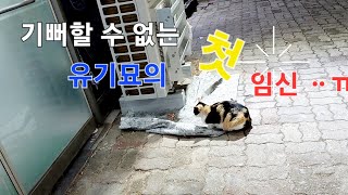 #길고양이 첫임신#유기묘# 이제는 길위의 삶ᆢㅠ