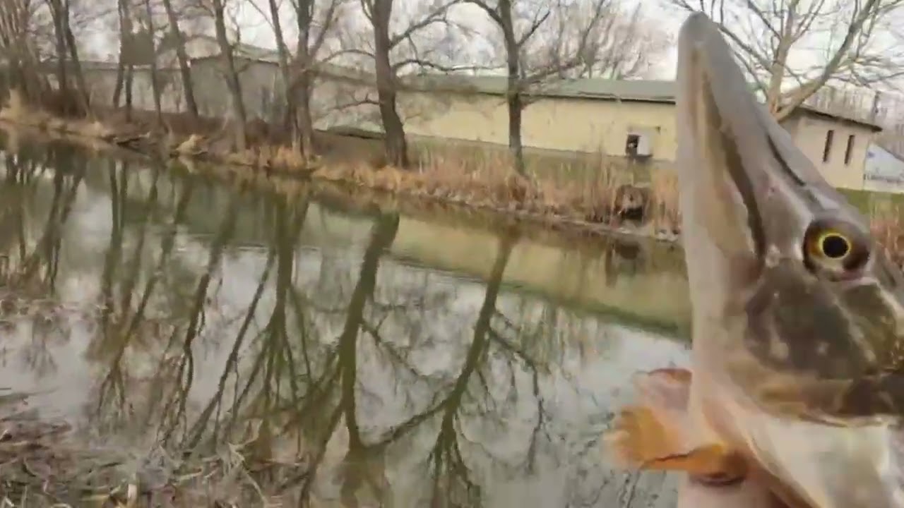 sebzett CSUKÁK is - már aktívak... x horgászat Kirillel 03.10 redkrill.hu #fishing