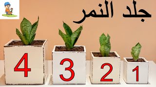 نبات جلد النمر