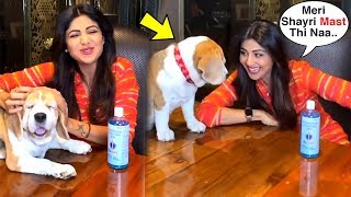 Shilpa Shetty FUNNY Video Telling Shayari To Pet Dog Makes Him BOR - Quarantine Life Hilarious Video