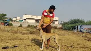 show practice #caravan #indian #hounds #pashmi #saluki