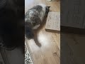 #music #cat бедненький марсик не может залезть в коробку