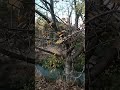 The wind moves towards the leaf of a distant tree
