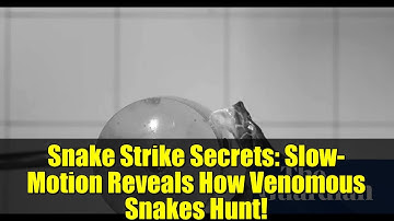 Snake Strike Secrets: Slow-Motion Reveals How Venomous Snakes Hunt!
