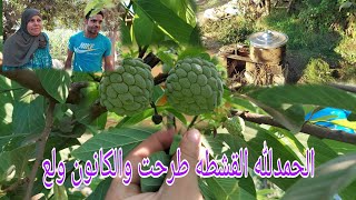 نتائج تلقيح القشطه وولعنا الكنون فى الجنينه