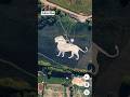 Lion art on googleEarth#shorts#subscribe