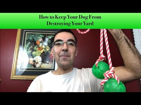 वीडियो: कैसे कुत्तों को रोकने और यार्ड को बर्बाद करने से रोकें