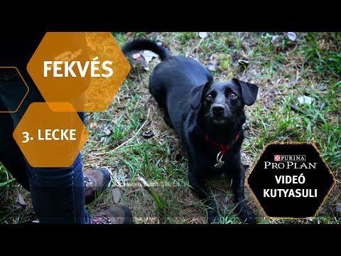 Videó: Hogyan Lehet Megtanítani A Kutyát Feküdni