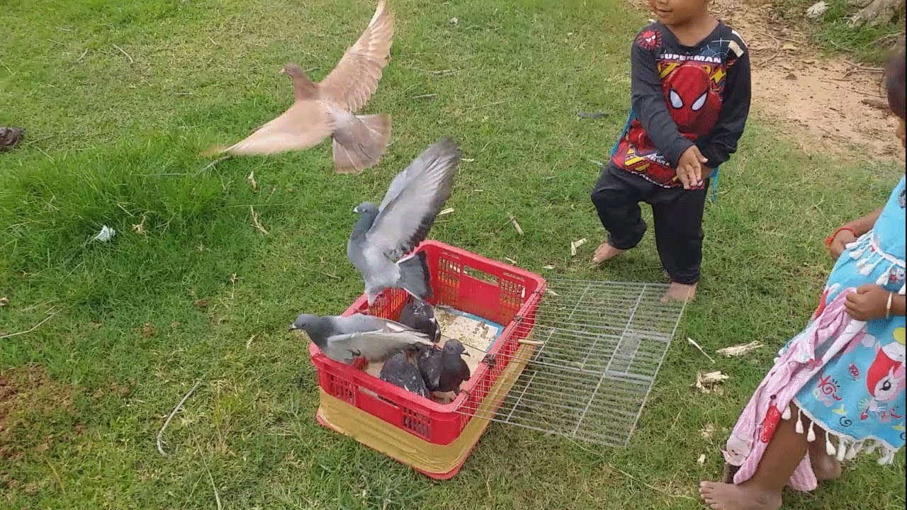 Releasing birds into the wild (six birds) YouTube