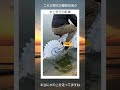 水上走行自転車 #twitter #twitter #shortsfeed