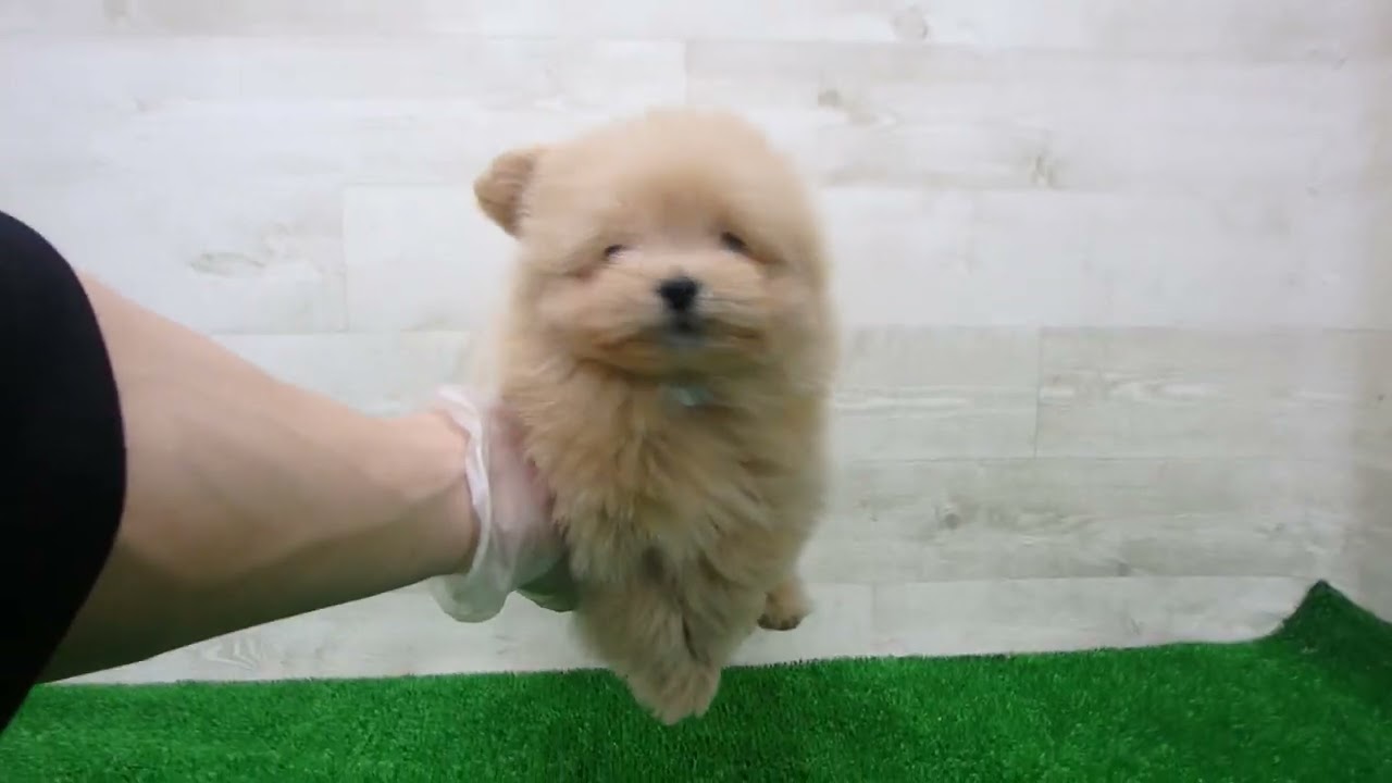 Coo&RIKU No.00746464 MIX（ハーフ） - YouTube