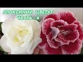 НОВИНКИ 🌺Глоксиний ЦВЕТУТ 🌺 ЧАСТЬ - 4